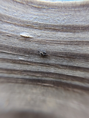 Naphrys pulex