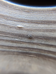 Naphrys pulex