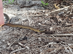 Elapognathus coronatus