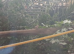 Curruca communis
