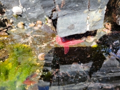 Orthasterias koehleri