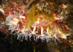 Clavularia crassa
