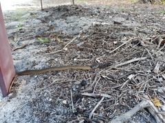 Elapognathus coronatus