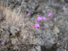 Clarkia rubicunda