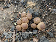 Coprinellus angulatus