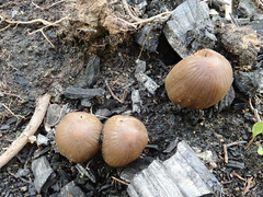 Coprinellus angulatus