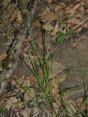 Carex muricata pairae