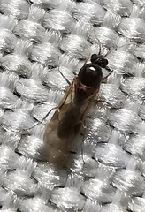 Linepithema humile