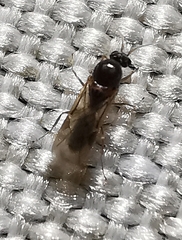 Linepithema humile