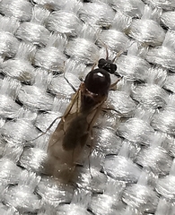 Linepithema humile