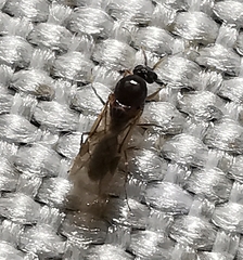 Linepithema humile