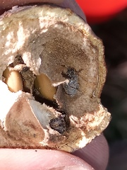 Pseudopachymerina spinipes