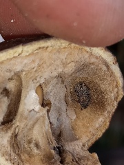 Pseudopachymerina spinipes