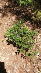 Ceanothus lemmonii