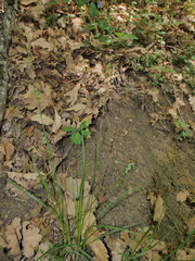 Carex muricata pairae