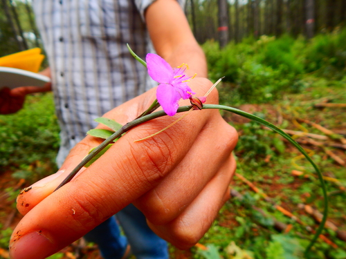 Image of Gibasis Linearis (Gibasis linearis) by (c) Norma Piedra, some rights reserved (CC BY)