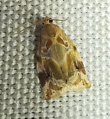 Archips xylosteana