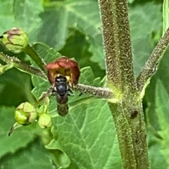 Megachile montivaga