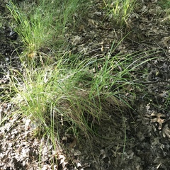 Carex echinodes