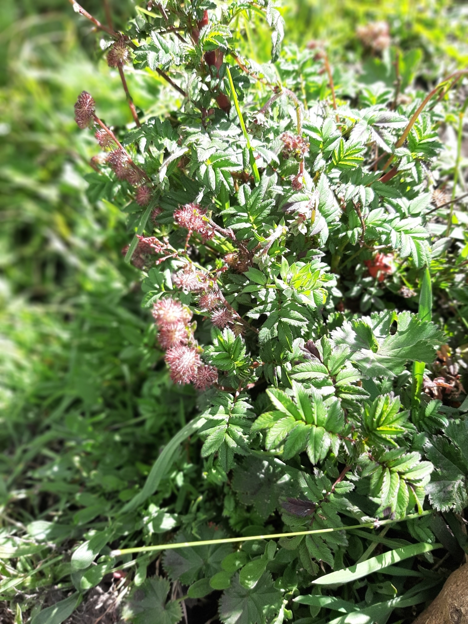 Acaena elongata image