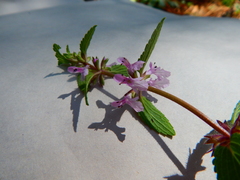 Stachys venulosa