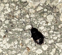 Eurycotis quadrisquamata