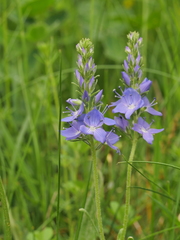 Veronica satureiifolia