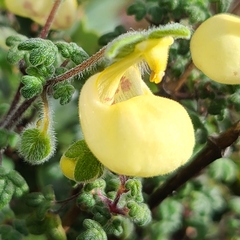 Calceolaria