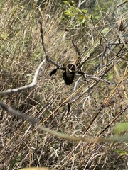 Petascelis remipes