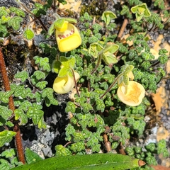 Calceolaria
