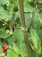 Megachile montivaga