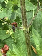 Megachile montivaga