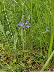 Veronica satureiifolia