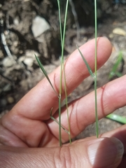 Poa howellii