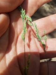 Poa howellii