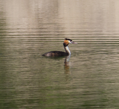 Podiceps cristatus