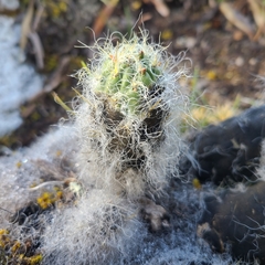 Austrocylindropuntia floccosa