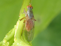 Scathophaga inquinata