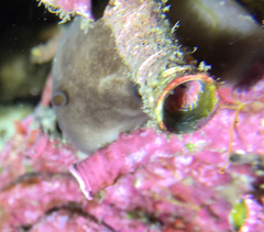 Serpula vermicularis