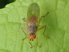 Scathophaga inquinata