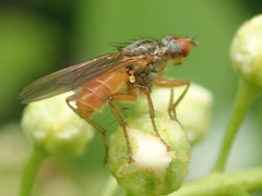 Scathophaga inquinata