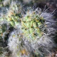 Austrocylindropuntia floccosa