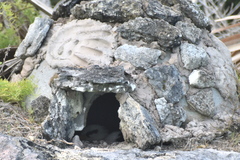 Phaethon lepturus catesbyi