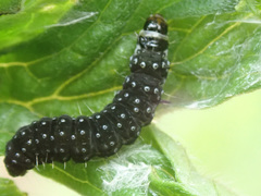 Zelotherses paleana