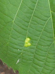 Contarinia verrucicola