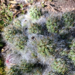 Austrocylindropuntia floccosa