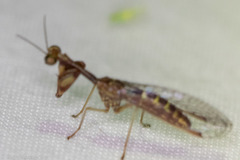 Leptomantispa pulchella