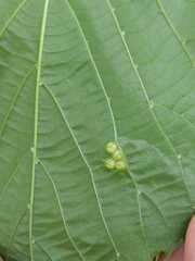 Contarinia verrucicola
