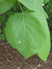 Contarinia verrucicola