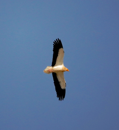 Alimoche común (Neophron percnopterus)